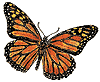 click here to see some other stuff about the monarchs in the EBRPD