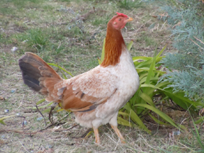 click here to see this critter's nemesis....