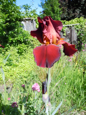 click here to 'see' about another type of iris.....